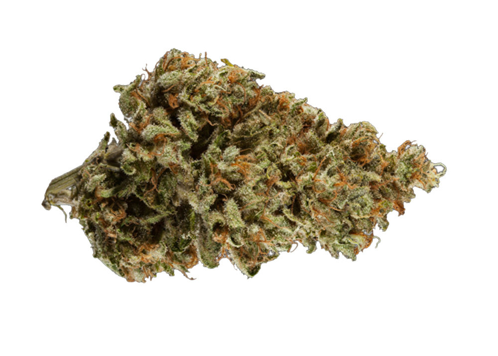 Papaya